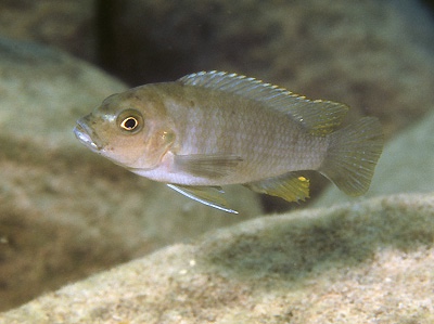 Maylandia sp. 'chinyankwazi' Chinyamwezi Island